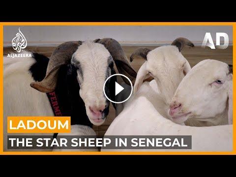 Ladoum: Senegal's Star Sheep Ladoum: Senegal's Star Sheep